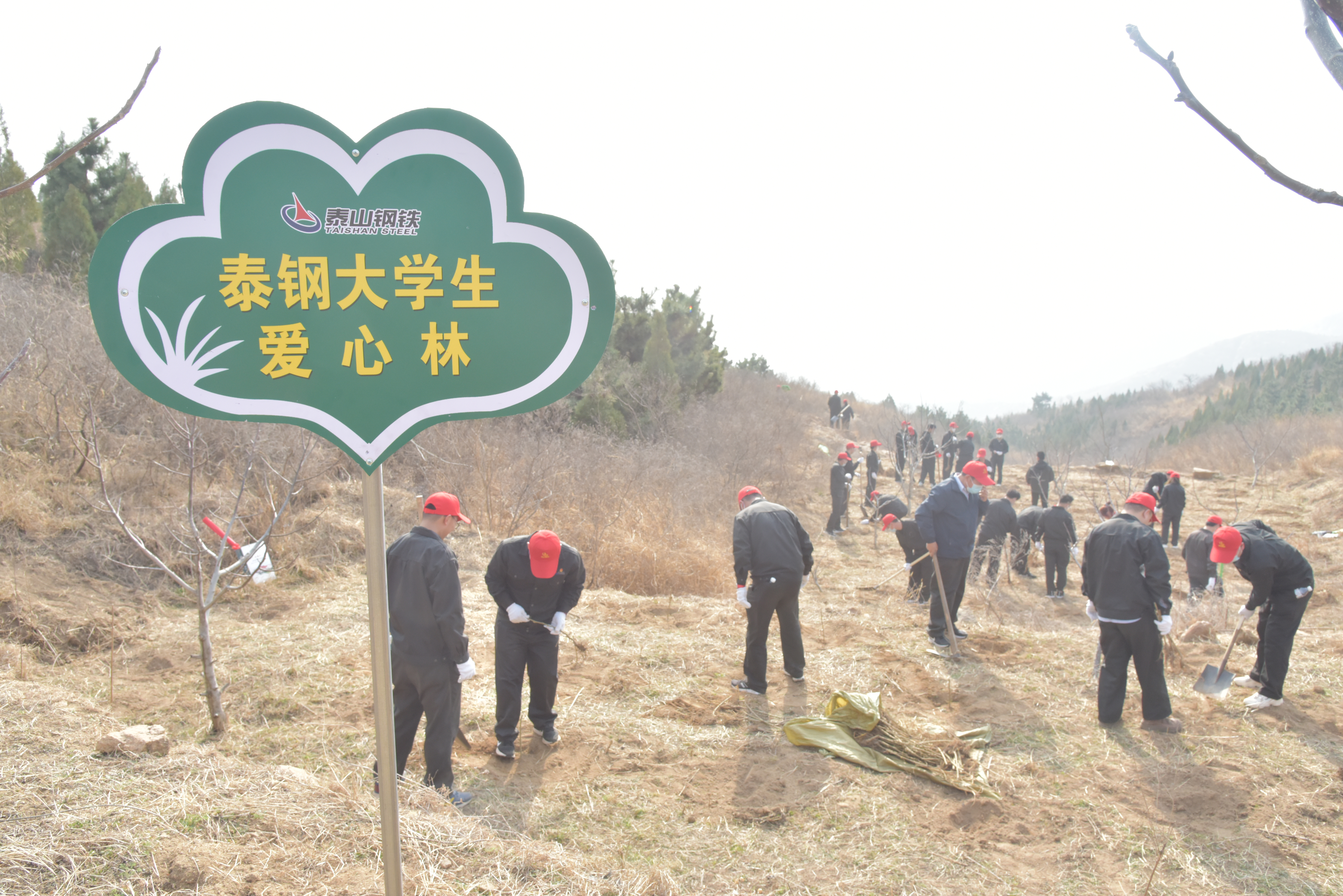 泰钢大学生植爱心林